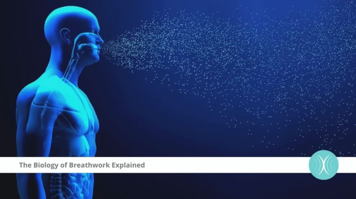 What Happens During Breathwork? The Biology of Conscious Breathing